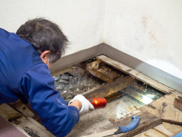 Best Certified Mold Removal  in Waynesboro, PA