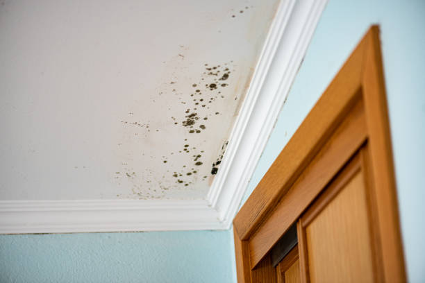 Best Residential Mold Removal  in Waynesboro, PA
