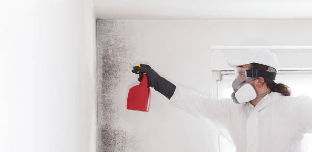 Office Mold Removal Services in Waynesboro, PA